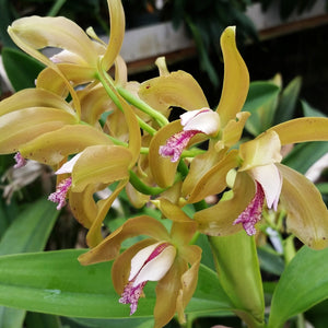 Blc. Newberry Bronze Butterfly