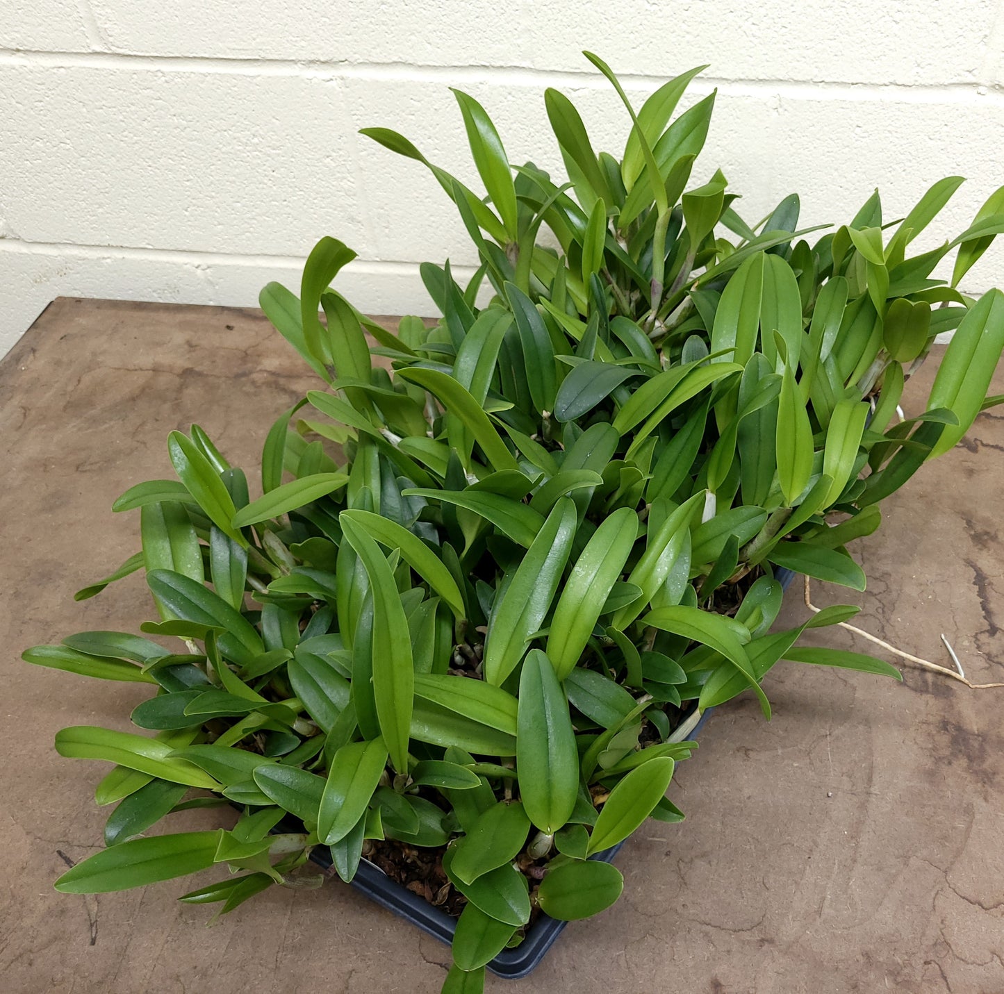 **COMMUNITY TRAY** Cattleya (Snowblind x walkeriana)  x Brassavola digbyana