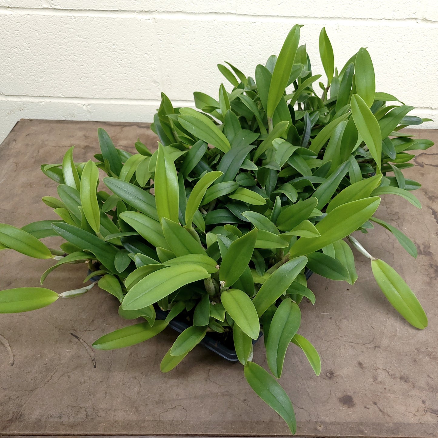 **COMMUNITY TRAY** Cattleya (Snowblind x walkeriana)  x Brassavola digbyana