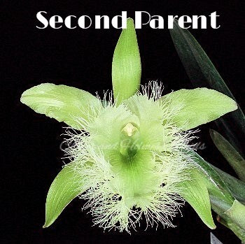 **COMMUNITY TRAY** Cattleya (Snowblind x walkeriana)  x Brassavola digbyana