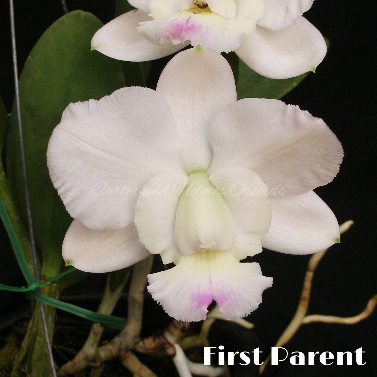 **COMMUNITY TRAY** Cattleya (Snowblind x walkeriana)  x Brassavola digbyana