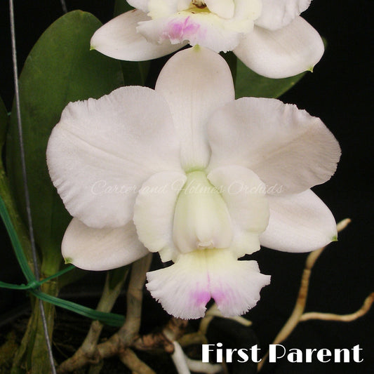Cattleya (Snowblind x walkeriana)  x Brassavola digbyana
