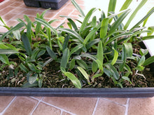 Load image into Gallery viewer, **COMMUNITY TRAY** Laelia purpurata var. alba