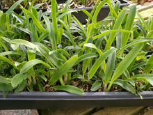 Load image into Gallery viewer, **COMMUNITY TRAY** Laelia purpurata var. werkhauseri