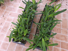 Load image into Gallery viewer, *1/2  TRAY** Laelia purpurata var. werkhauseri