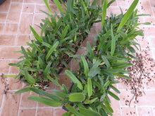 Load image into Gallery viewer, **1/2 TRAY** Laelia purpurata var. delicata