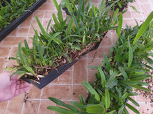 Load image into Gallery viewer, **1/2 TRAY** Laelia purpurata var. delicata