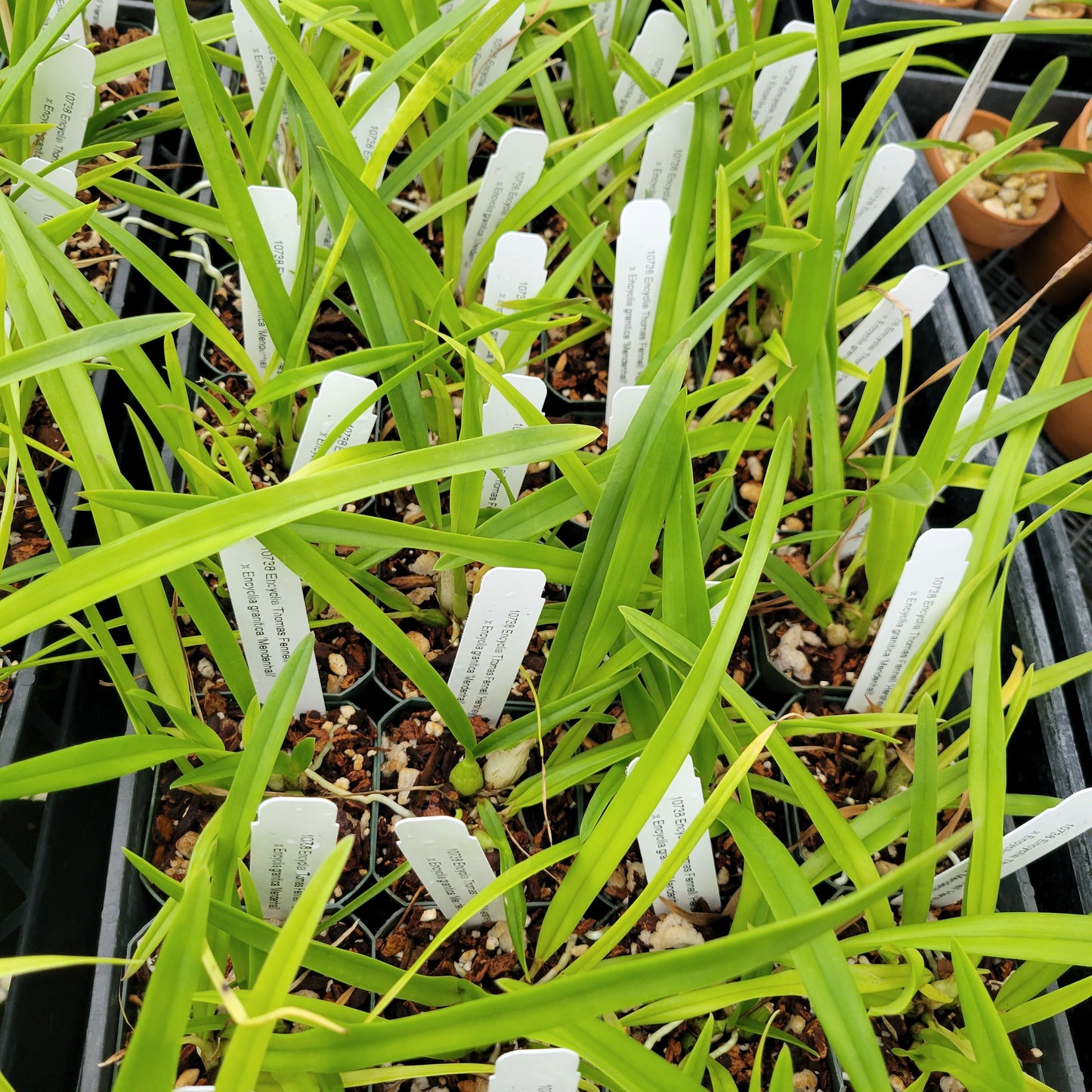 Encyclia Thomas Fennell 'Hershey' x Encyclia granitica 'Mendenhall'