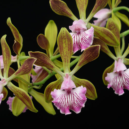 Encyclia Thomas Fennell 'Hershey' x Encyclia granitica 'Mendenhall'