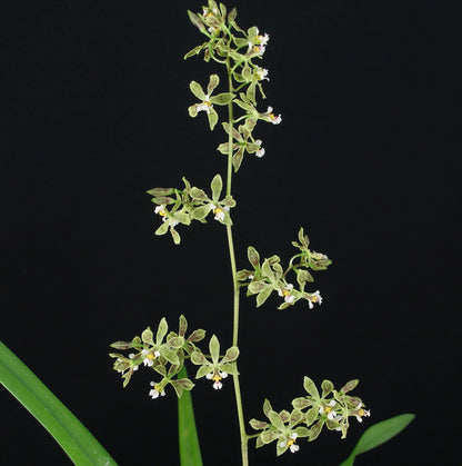 Encyclia Thomas Fennell 'Hershey' x Encyclia granitica 'Mendenhall'