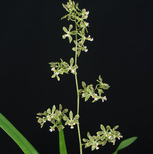 Encyclia Thomas Fennell 'Hershey' x Encyclia granitica 'Mendenhall'