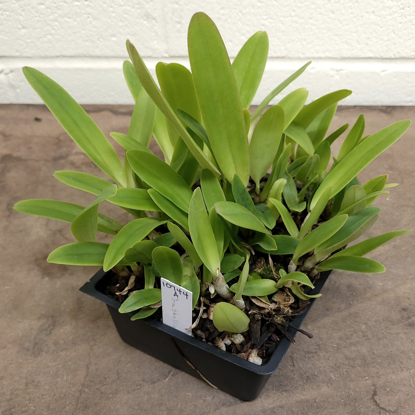 **COMPOT** Cattleya gaskelliana (A)