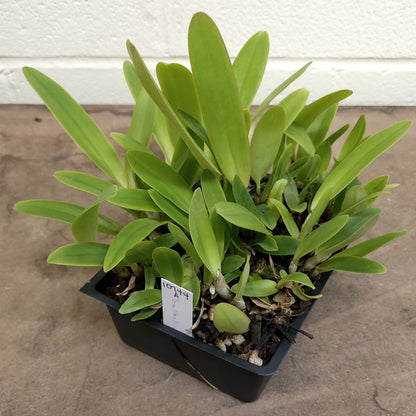 **COMPOT** Cattleya gaskelliana (A)