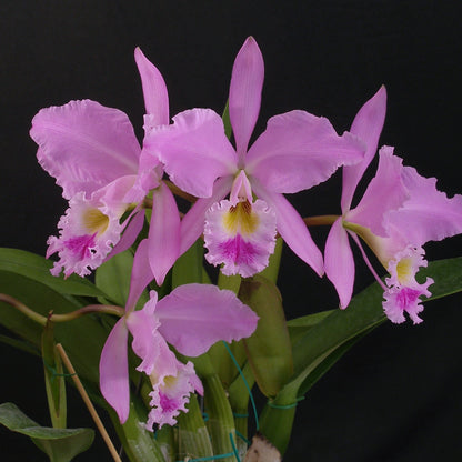 **COMPOT** Cattleya gaskelliana (A)
