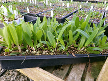 Load image into Gallery viewer, **COMMUNITY TRAY** Cattleya gaskelliana