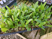 Load image into Gallery viewer, **COMMUNITY TRAY** Cattleya gaskelliana