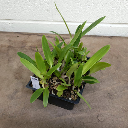 **COMPOT** Cattleya gaskelliana (B)