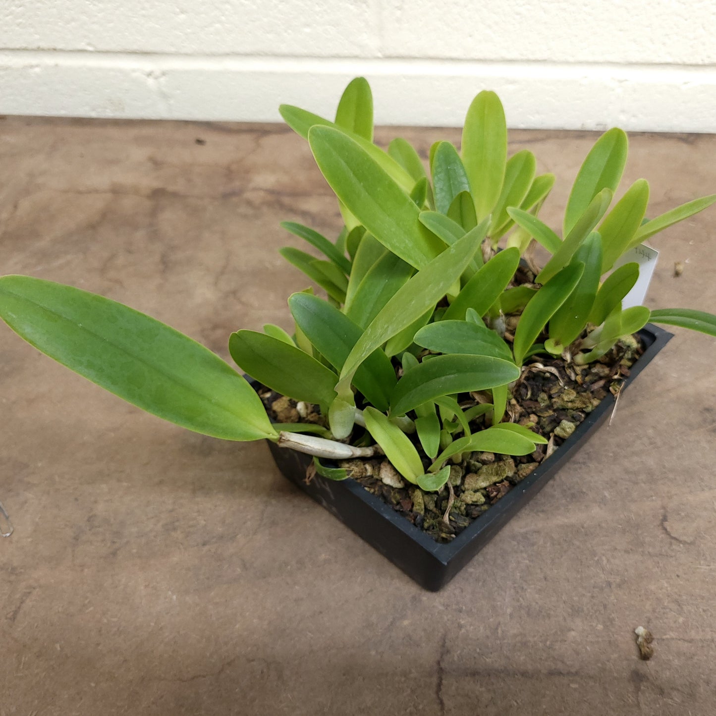**COMPOT** Cattleya gaskelliana (B)
