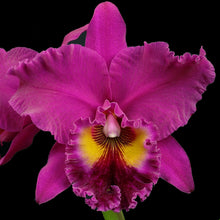 Load image into Gallery viewer, Blc. Michael Crocker (Blc. Mac Holmes x Lake Murray)