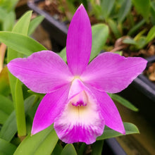 Load image into Gallery viewer, Slc. Dragon Gemstone