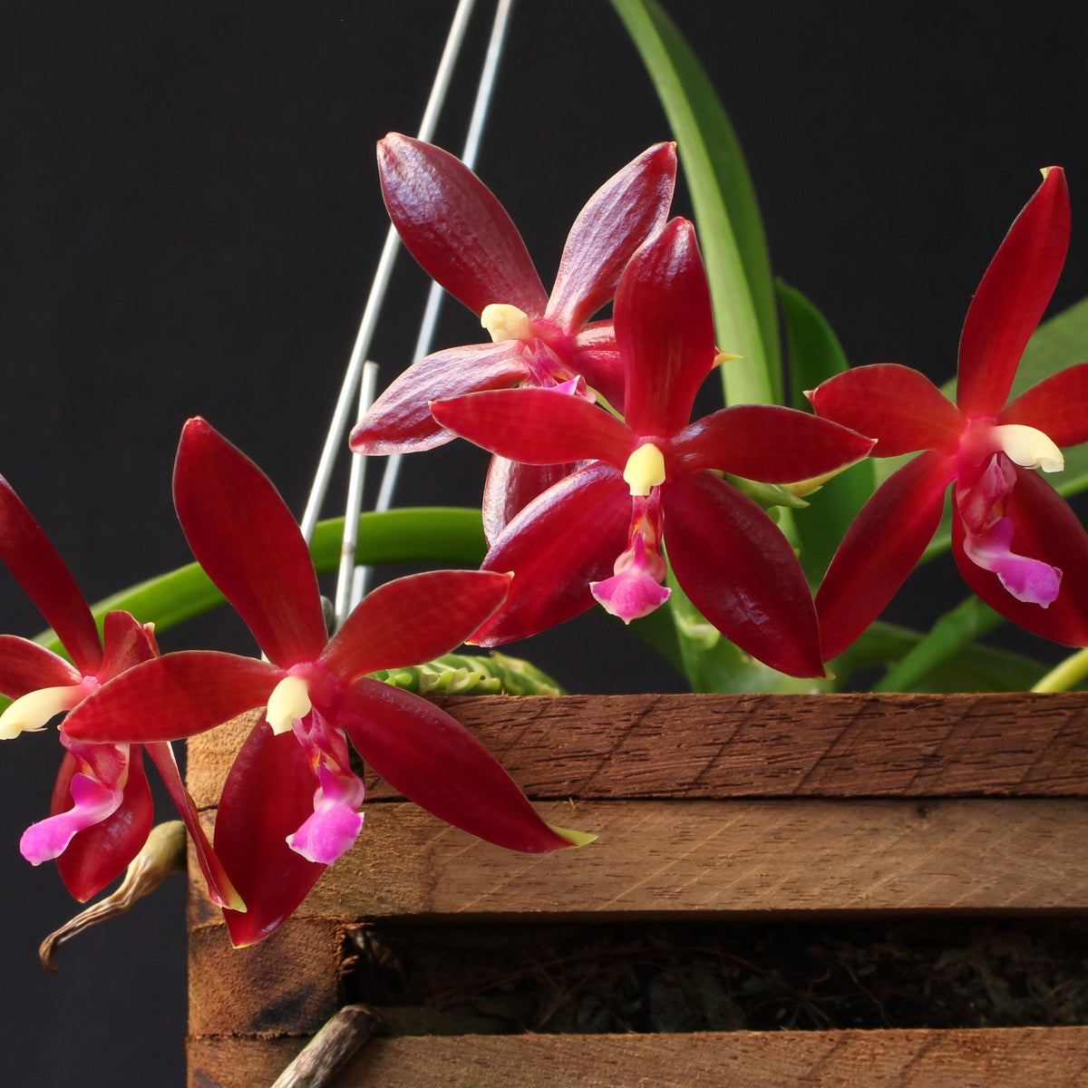 Phalaenopsis Corning-Cervi *New Larger Size*