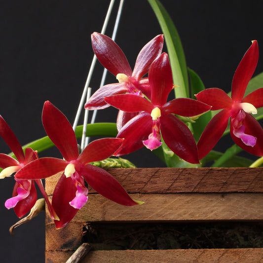 Phalaenopsis Corning-Cervi *New Larger Size*
