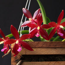 Load image into Gallery viewer, Phalaenopsis Corning-Cervi