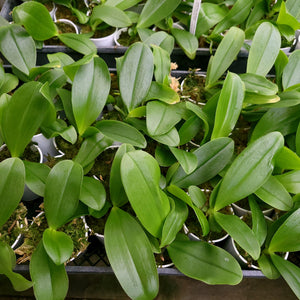 Phalaenopsis Corning-Cervi