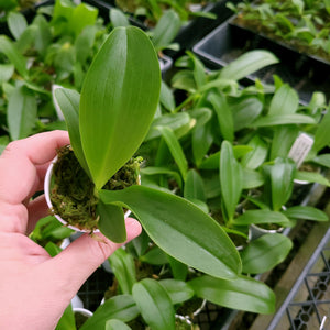 Phalaenopsis Corning-Cervi