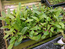 Load image into Gallery viewer, **COMMUNITY TRAY** Lc. Bethune x Blc. Hwa Yuan Eye