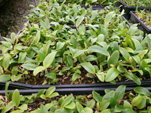 Load image into Gallery viewer, **COMMUNITY TRAY** Cattleya amethystoglossa