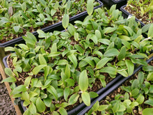 Load image into Gallery viewer, **COMMUNITY TRAY** Cattleya amethystoglossa