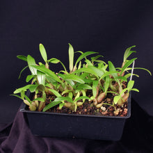 Load image into Gallery viewer, Bulbophyllum falcatum 'Standing Tall' AM/AOS x self *COMPOT*