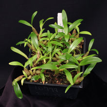 Load image into Gallery viewer, Bulbophyllum falcatum 'Standing Tall' AM/AOS x self *COMPOT*