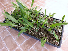 Load image into Gallery viewer, **COMMUNITY TRAY** Laelia lobata