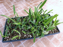 Load image into Gallery viewer, **COMMUNITY TRAY** Laelia lobata