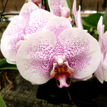 Load image into Gallery viewer, 6-pack--Phal. Da Shang Pink Freckles  x Phal. Looking for Matthew &#39;Newberry&#39;