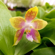 Load image into Gallery viewer, Phalaenopsis Memoria Dorothy Anne Griffeth Ray