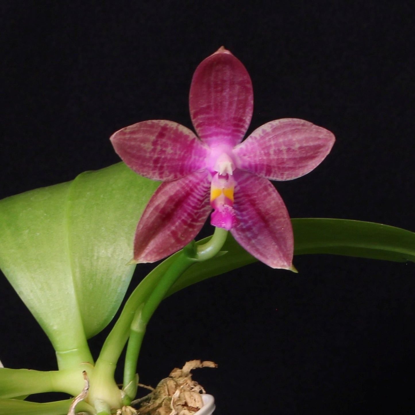 Phalaenopsis Memoria Dorothy Anne Griffeth Ray