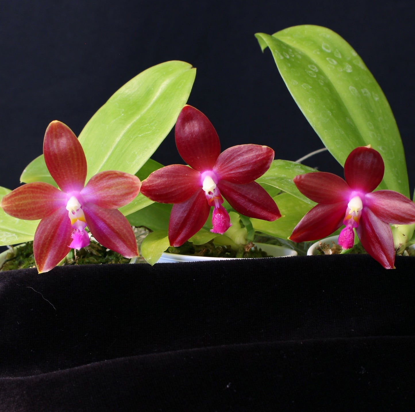 Phalaenopsis Memoria Dorothy Anne Griffeth Ray