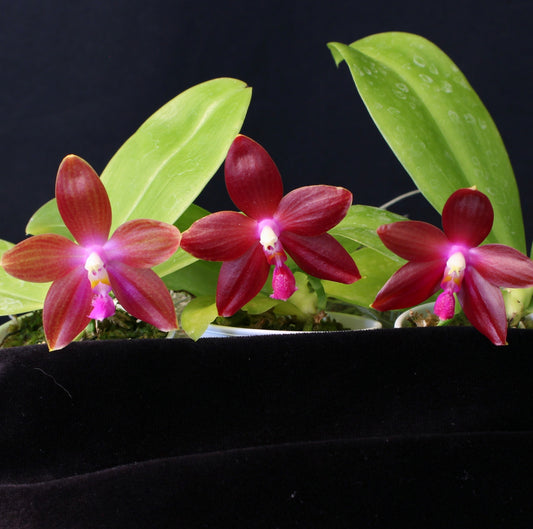 Phalaenopsis Memoria Dorothy Anne Griffeth Ray
