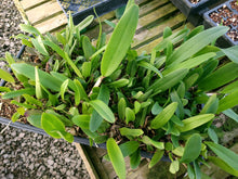 Load image into Gallery viewer, **COMMUNITY TRAY** Blc. Walton Lee Ray