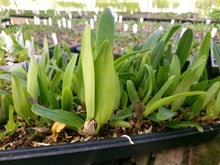 Load image into Gallery viewer, **COMMUNITY TRAY** Blc. Walton Lee Ray