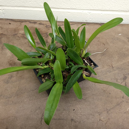 **COMPOT** Blc. Raven Rock x Blc. Lynches River (A)