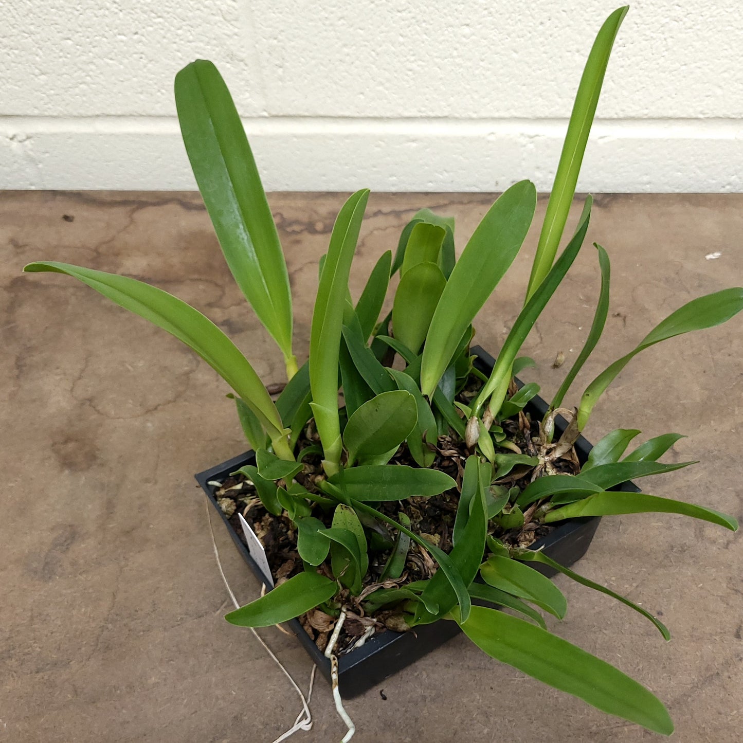 **COMPOT** Blc. Raven Rock x Blc. Lynches River (A)