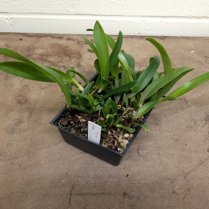 **COMPOT** Blc. Raven Rock x Blc. Lynches River (B)