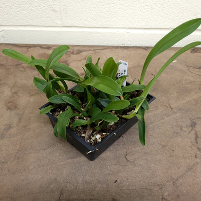 **COMPOT** Blc. Raven Rock x Blc. Lynches River (B)