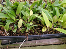 Load image into Gallery viewer, **COMMUNITY TRAY** Blc. (Yonges Island x James Island)  x Blc. Eagle Island