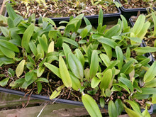 Load image into Gallery viewer, **COMMUNITY TRAY** Blc. (Yonges Island x James Island)  x Blc. Eagle Island