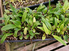 Load image into Gallery viewer, **COMMUNITY TRAY** Blc. (Yonges Island x James Island)  x Blc. Eagle Island